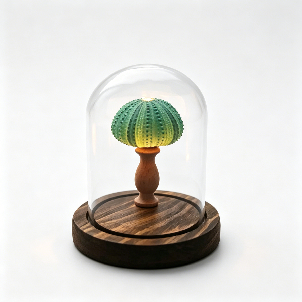 Handmade Sea Urchin Night Light | Warm LED Coastal Table Lamp with Wooden Base & Glass Cloche – Ocean Beach House Bedside Decor, Gift for Sea & Beach Lovers
